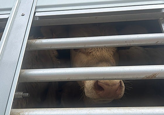 Ternero, en un camión.