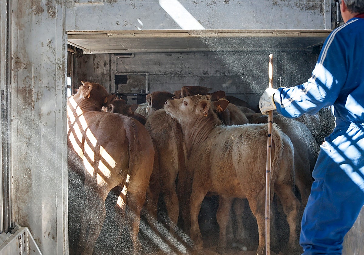 Terneros subidos al camión para el transporte.