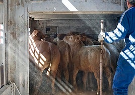 Terneros subidos al camión para el transporte.