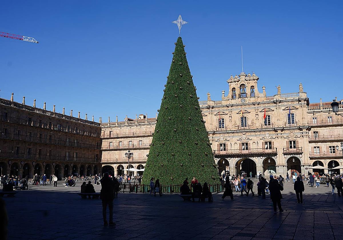 Imagen del abeto instalado el pasado año en la Plaza Mayor.