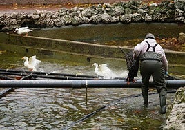 Patos de un parque de Salamanca.