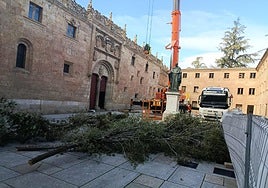 Árboles retirados depositados en el Patio de Escuelas.