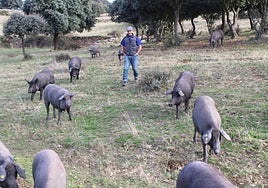 Faustino Prieto, con los cerdos que cambió ayer de finca a pie para que aprovechen las bellotas.