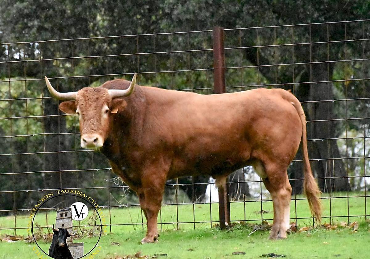 Lindero, V Toro de San Nicolás de Vitigudino.