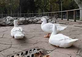 Patos, en La Alamedilla.