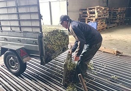 La almazara de Lagunilla abrió ayer, pero con poca actividad por la lluvia.