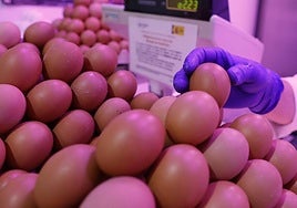 Gripe aviar: «No existe riesgos por comer carne o huevos… siempre que se cocinen adecuadamente»