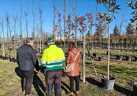 El concejal de Parques y Jardines, Ángel Manso, con los árboles.