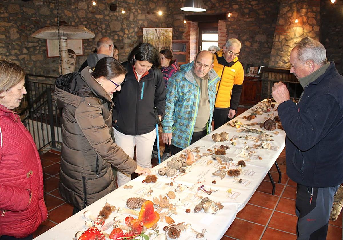 Linares de Riofrío disfruta de su jornada micológica pese al mal año de setas
