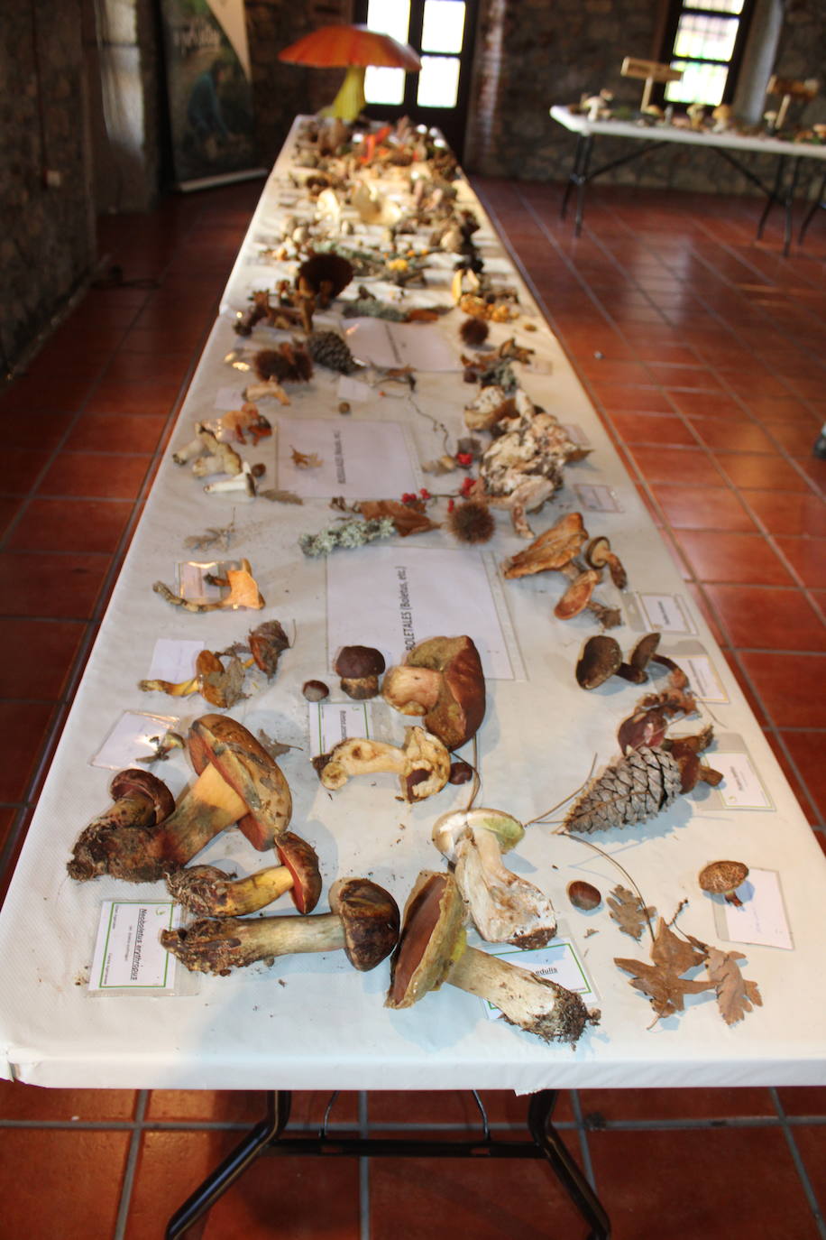 Linares de Riofrío disfruta de su jornada micológica pese al mal año de setas