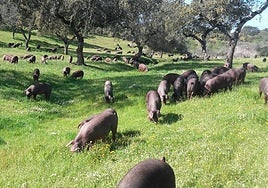 Ejemplares de raza porcina ibérica en la dehesa.