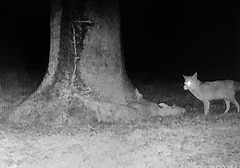 Un zorro, en las imágenes de la cámara de vigilancia.