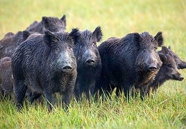 Una manada de jabalíes.