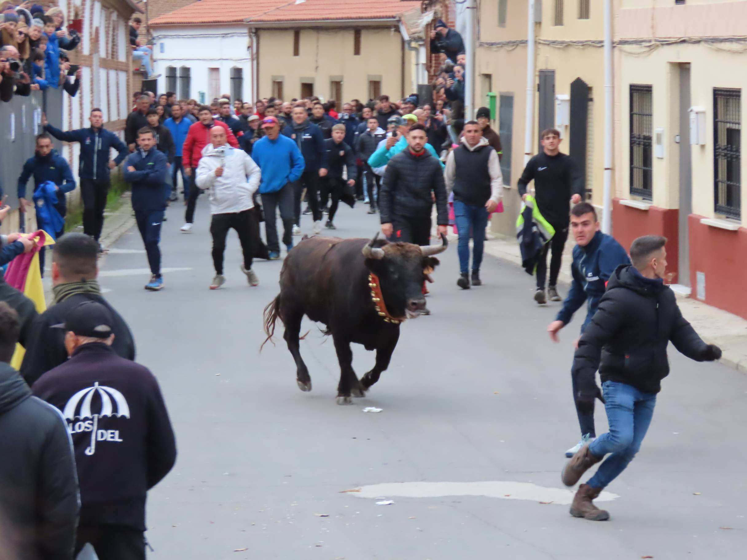 El Toro de San Andrés llena las calles de Palaciosrubios