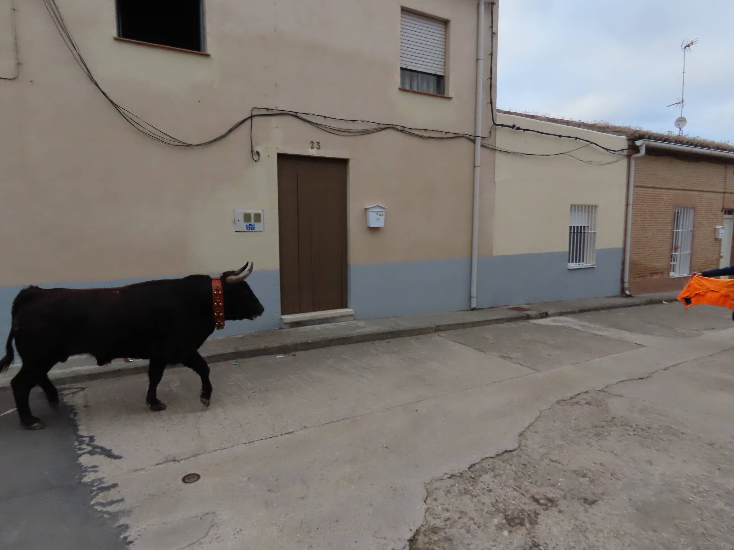 El Toro de San Andrés llena las calles de Palaciosrubios
