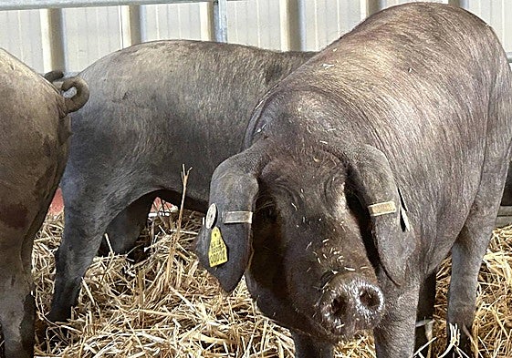 Una piara de cerdos.