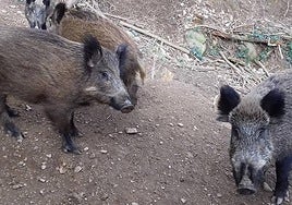 Un grupo de jabalies.