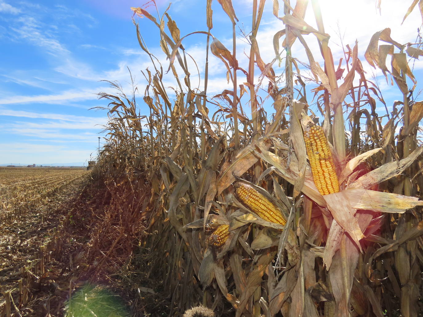 Mazorcas de maíz, en una parcela de El Campo de Peñaranda.