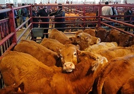 El mercado de ganados se hizo pequeño en 2025