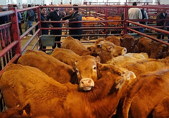 El mercado de ganados se hizo pequeño en 2025