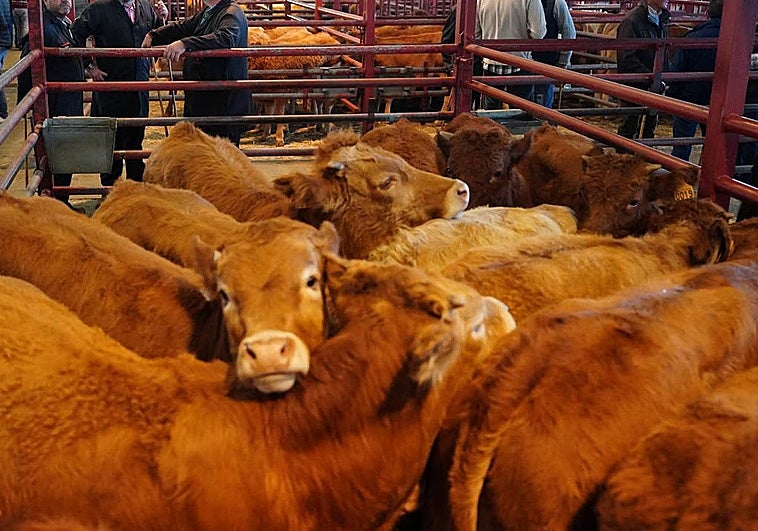 El mercado de ganados se hizo pequeño en 2025