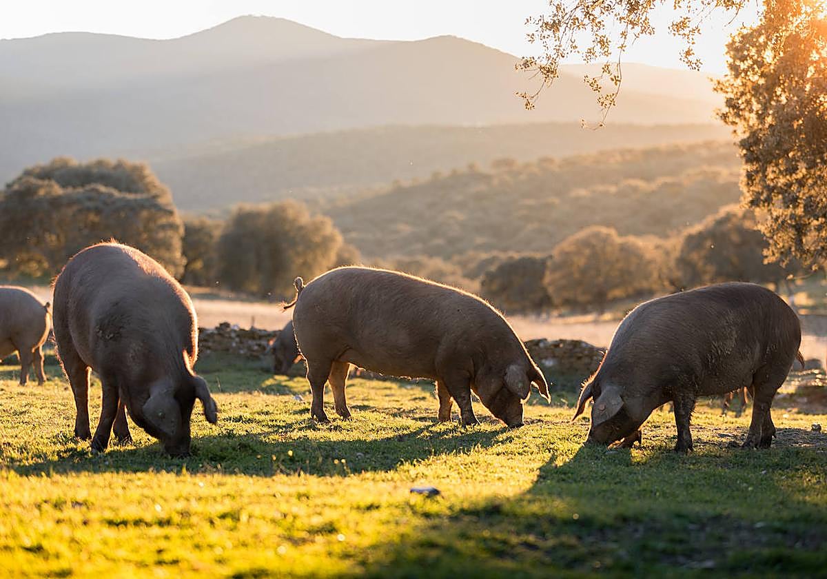 Cerdos de una ganadería adscrita a la DOPGuijuelo se alimentan en época de montanera.