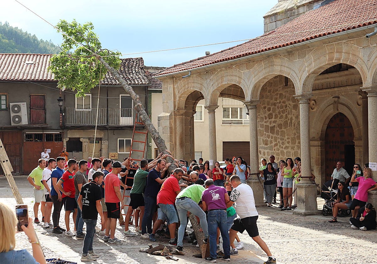Un grupo de hombres levantando un tronco en San Esteban de la Sierra.