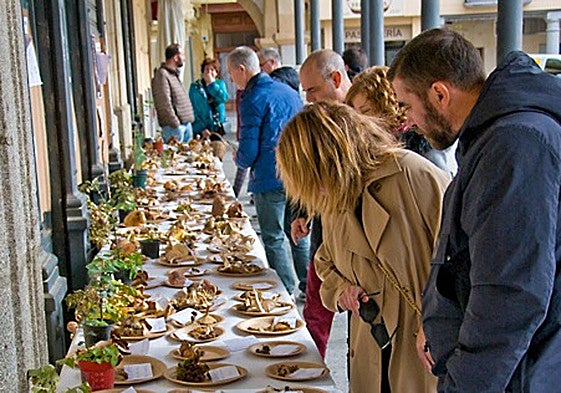 Exposición de setas durante las Jornadas Micológicas del 2023.