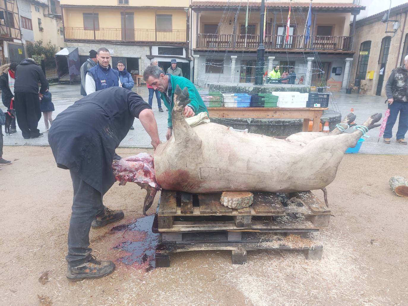 La llovizna no impide la matanza en Santibáñez de la Sierra