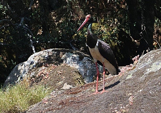 Imagen de una cigüeña negra.