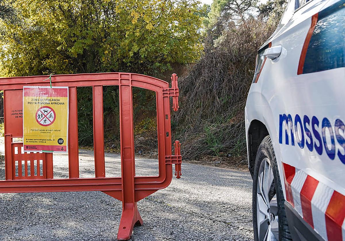 La última hora de la peste porcina africana: llegan dos semanas «claves»