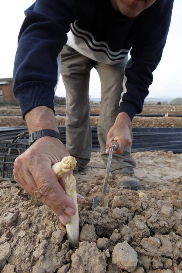 Recogida de espárragos en un finca de la carretera de Mendavia