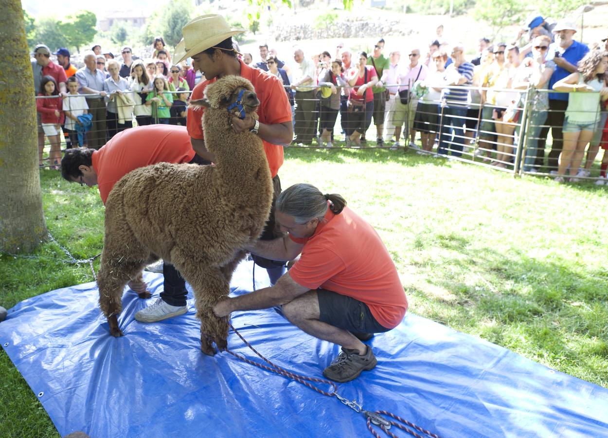 Fiesta de la Trashumancia en Brieva