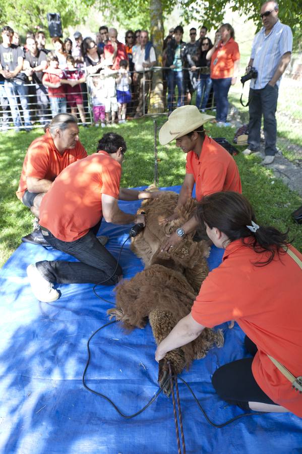 Fiesta de la Trashumancia en Brieva