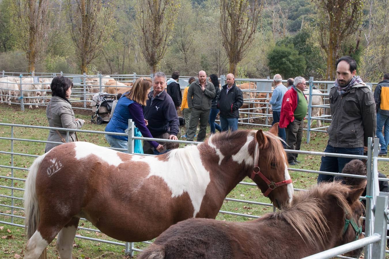 Feria Agroalimentaria y de Ganado en Ojacastro