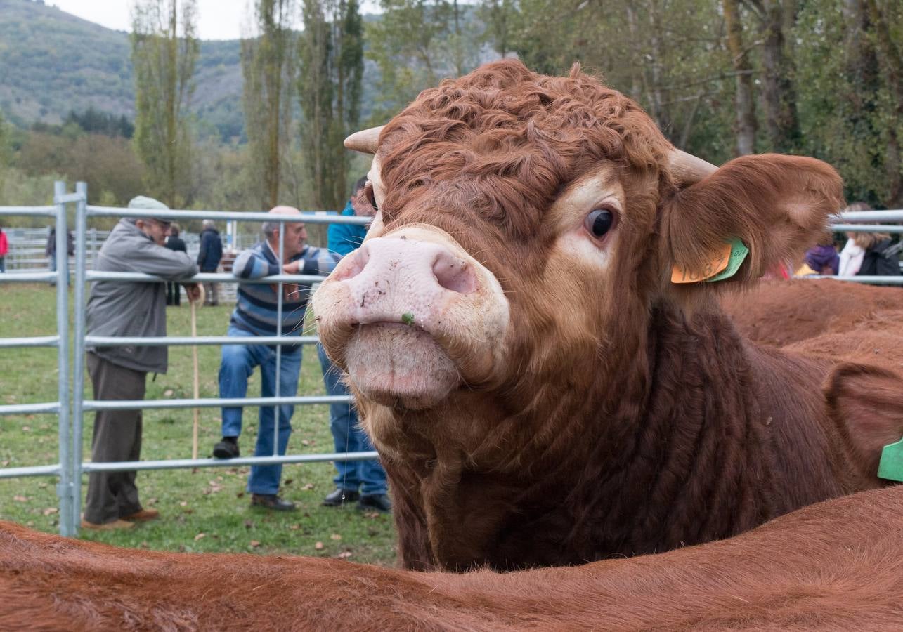 Feria Agroalimentaria y de Ganado en Ojacastro