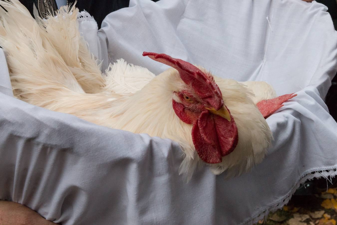 Santo Domingo recuerda el milagro del gallo y la gallina con una romería