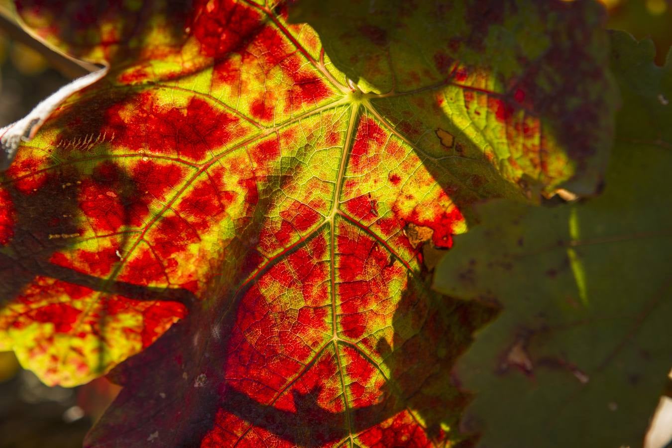 El mágico otoño riojano