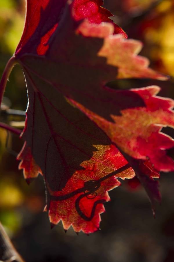 El mágico otoño riojano