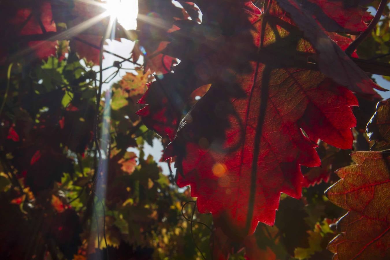 El mágico otoño riojano