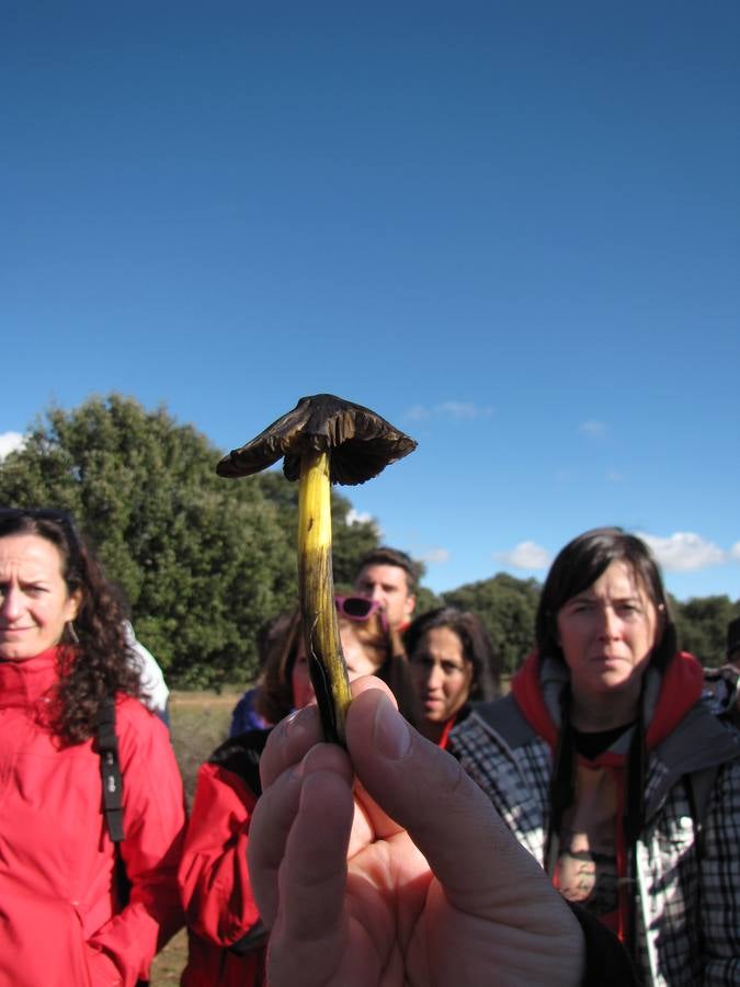 XXI Jornadas micológicas de Villarroya (I)