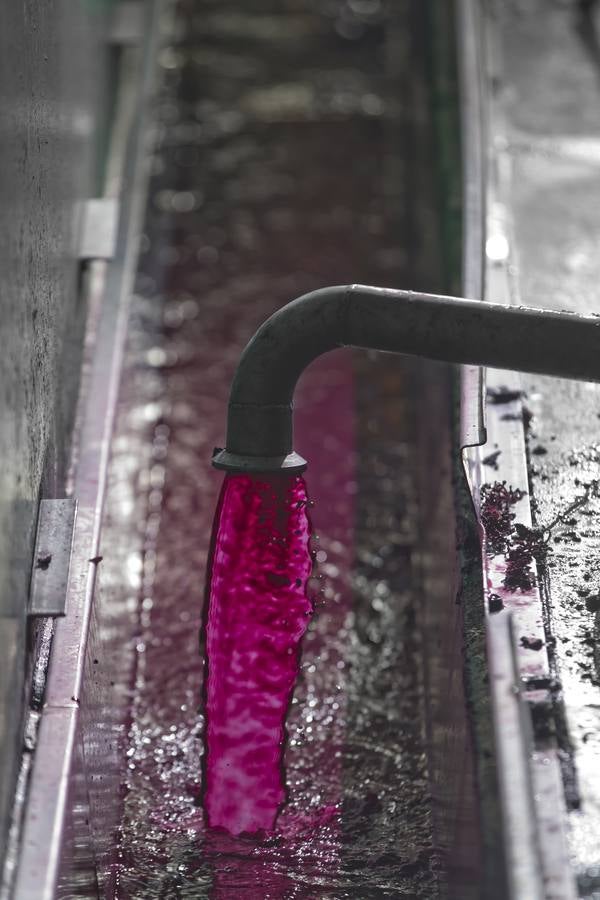 Vino antes de ser vino