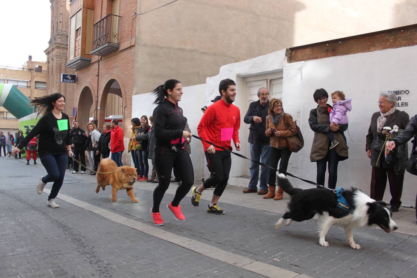 I Cani cross ciudad de Alfaro