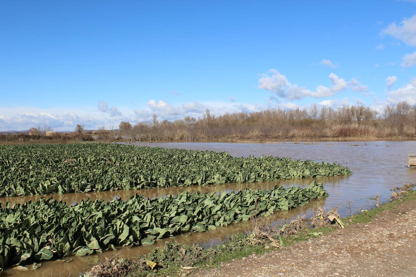 Los campos de Calahorra, anegados tras la riada