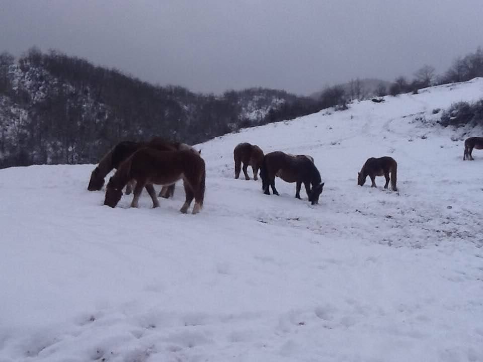 La nieve cubre La Rioja