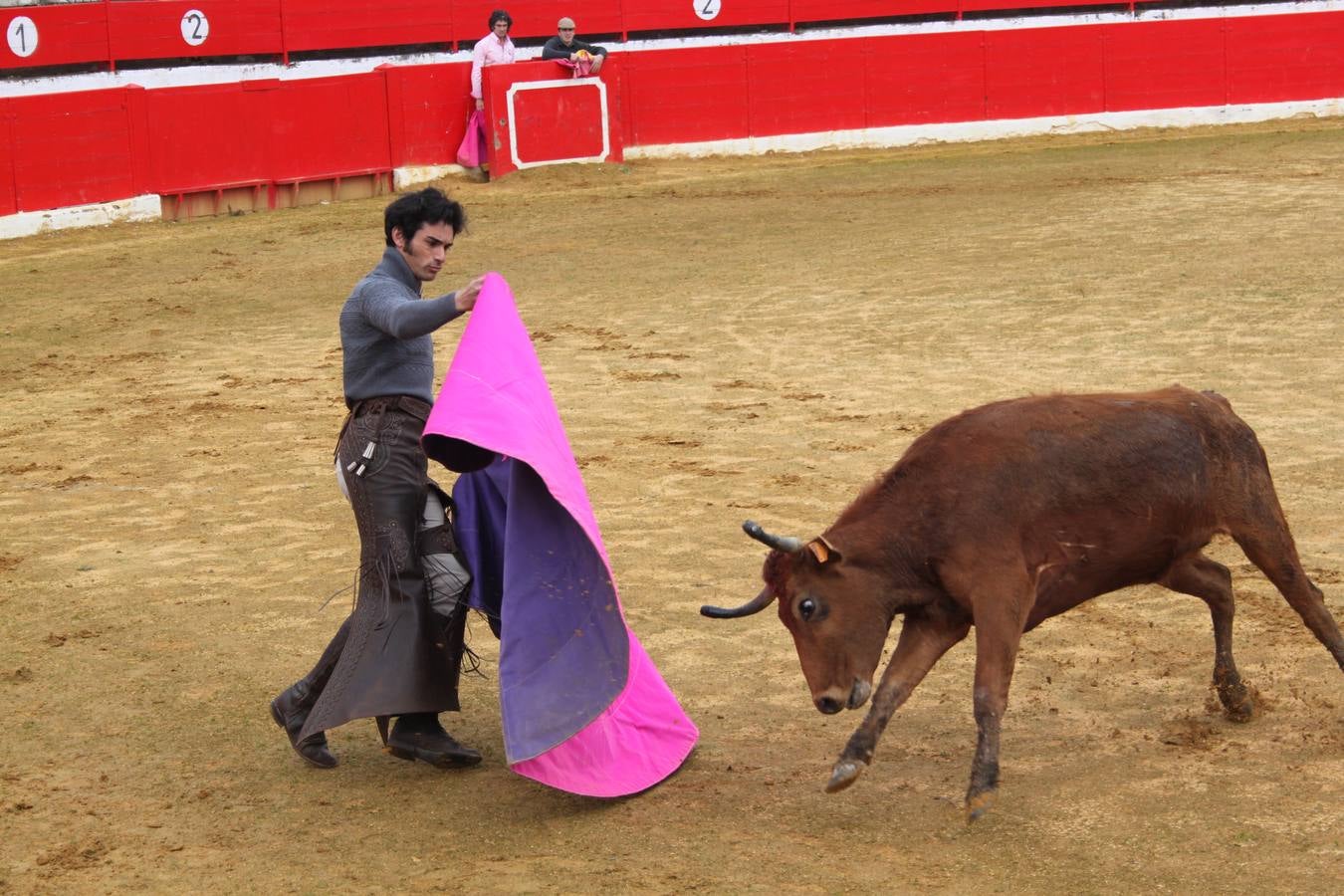 Tentadero de vacas en Alfaro