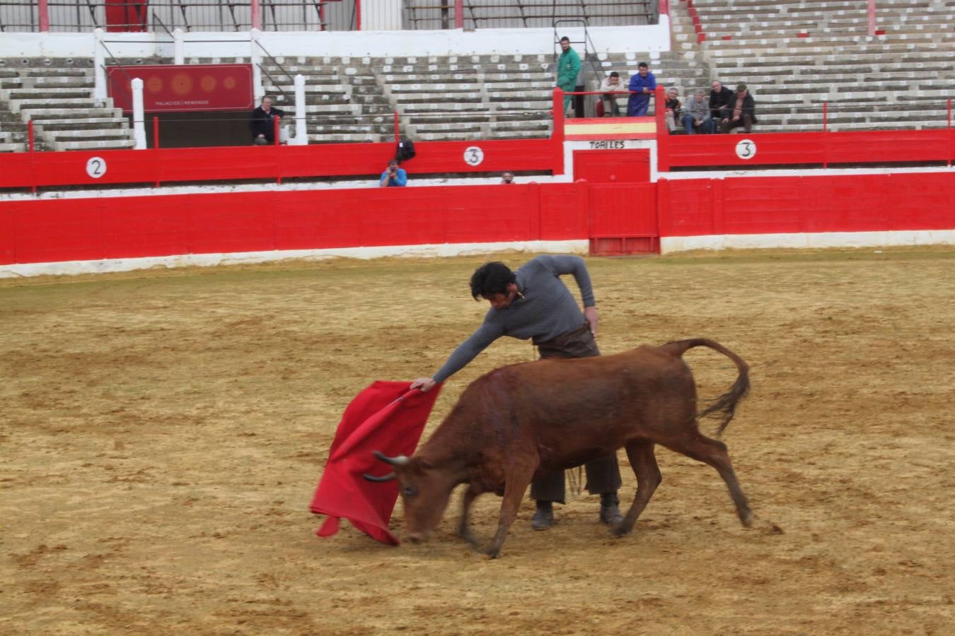 Tentadero de vacas en Alfaro