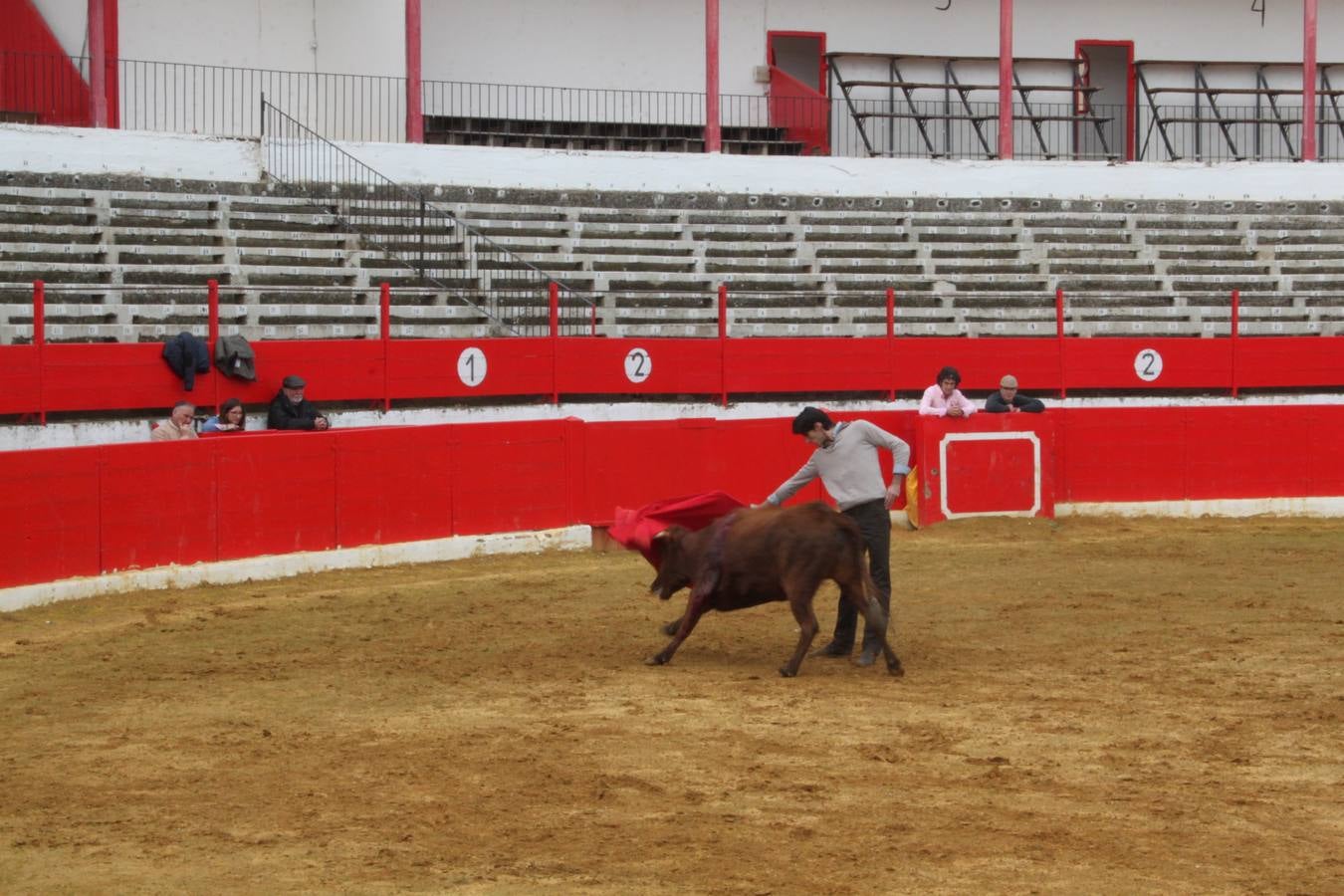 Tentadero de vacas en Alfaro