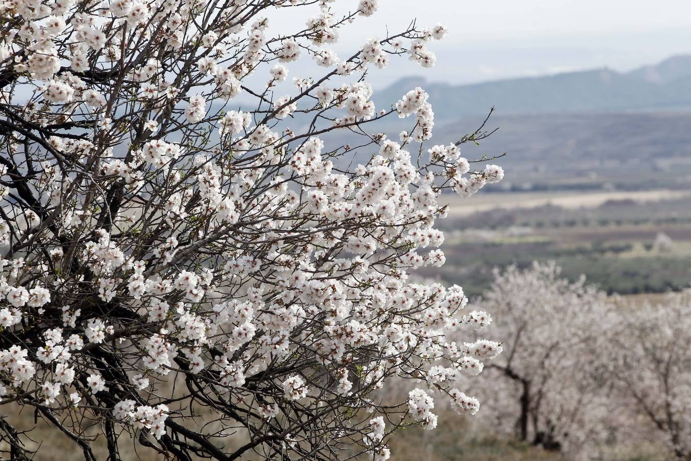 Los árboles tienen ganas de dar carpetazo al invierno