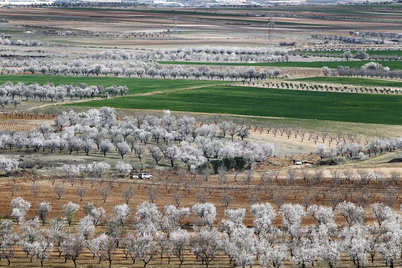 Los árboles tienen ganas de dar carpetazo al invierno